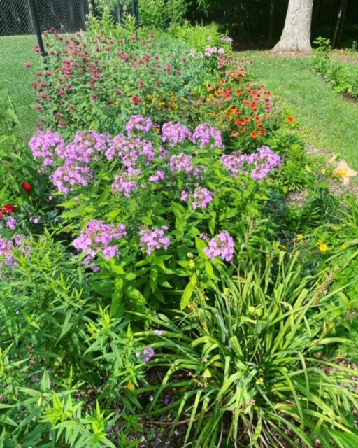 A vibrant garden bed with purple and orange flowers under bright sunlight.