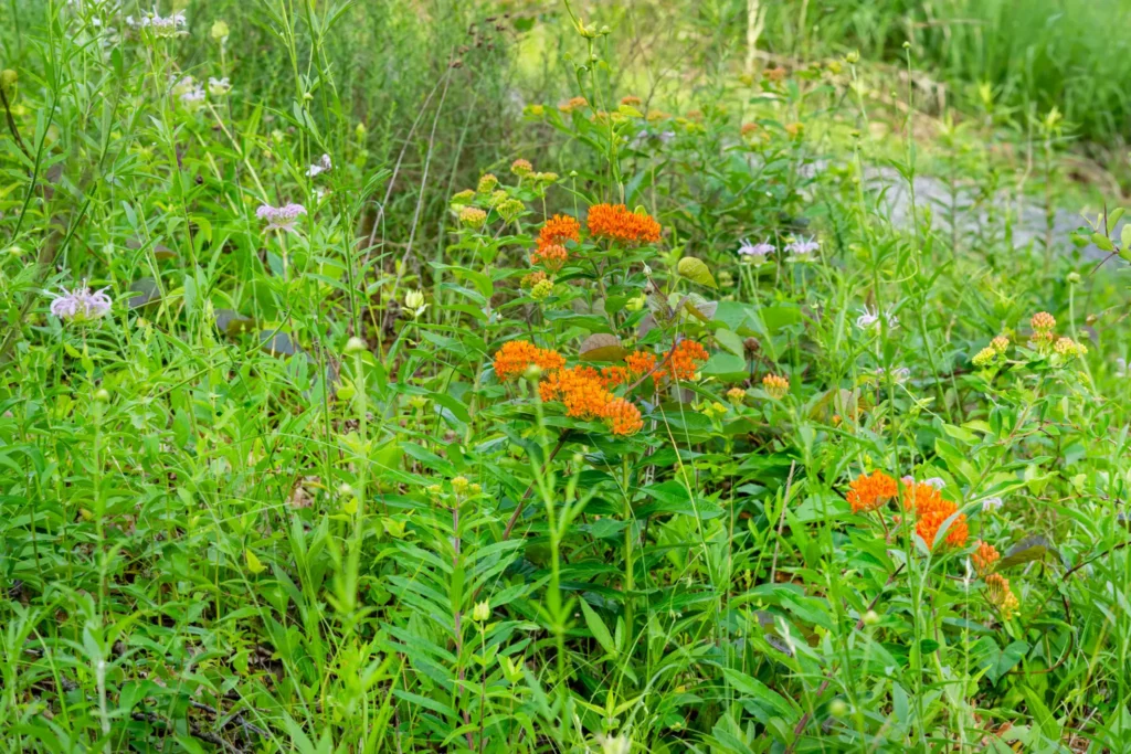 Bright orange flowers blooming amid green foliage in a garden.
