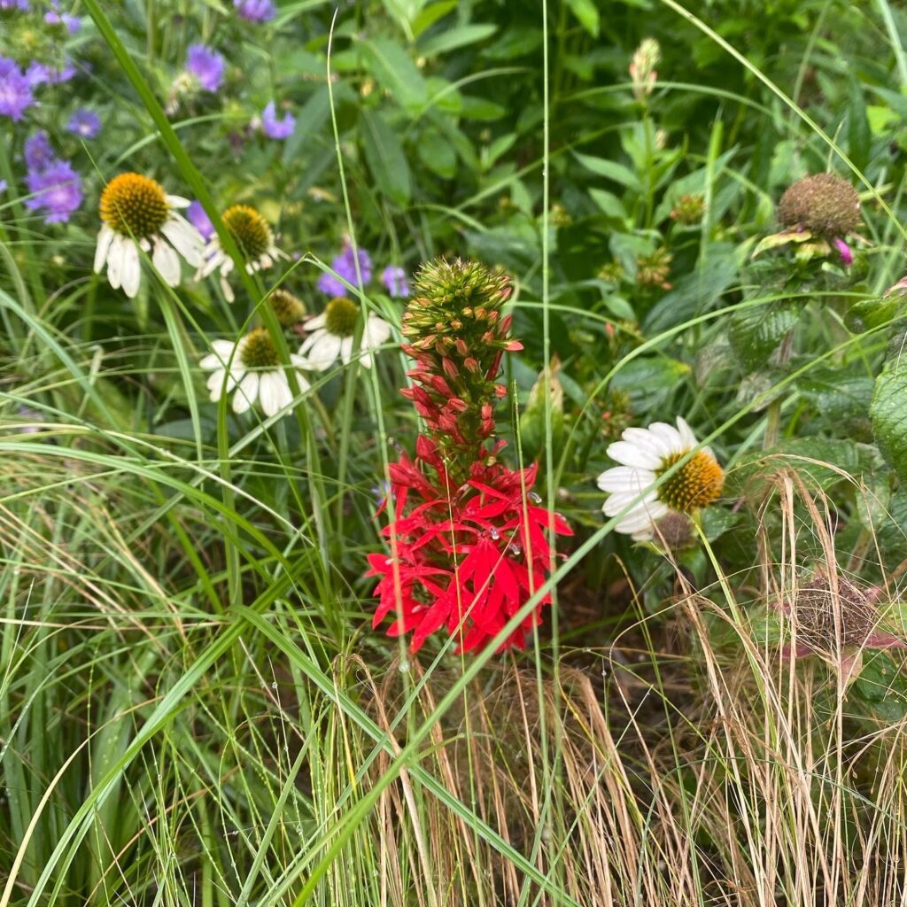 Wildflowers and tall grasses in a natural garden setting.