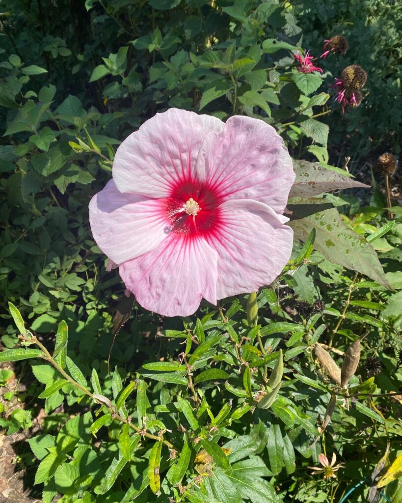 A pink hibiscus flower with a red center in green foliage.