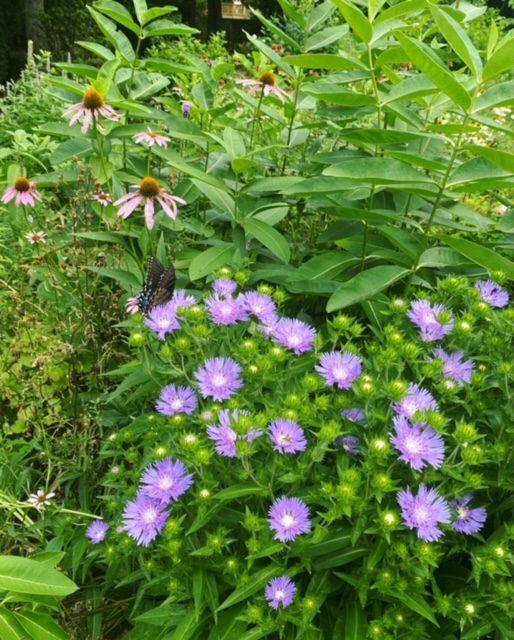 Purple and white flowers blooming in a lush green garden.