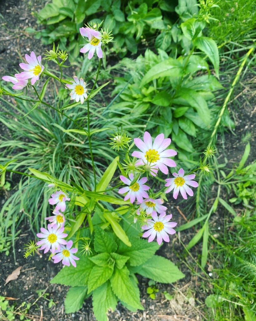 Delicate light purple flowers blooming among lush green leaves.