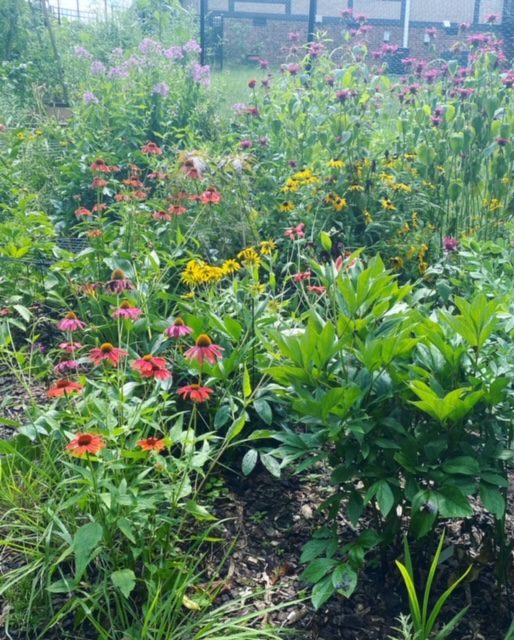 A vibrant garden filled with colorful blooming flowers and lush greenery.