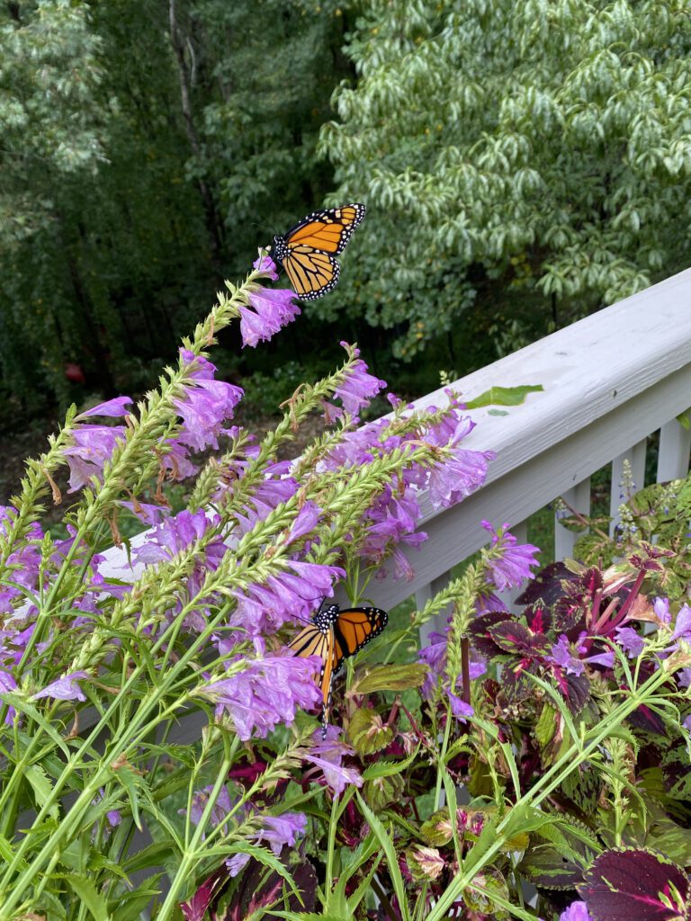 Monarch butterflies flutter around vibrant purple flowers in a lush garden.