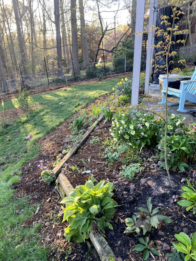 A backyard garden with plants, a wooden border, and sunlight filtering through trees.