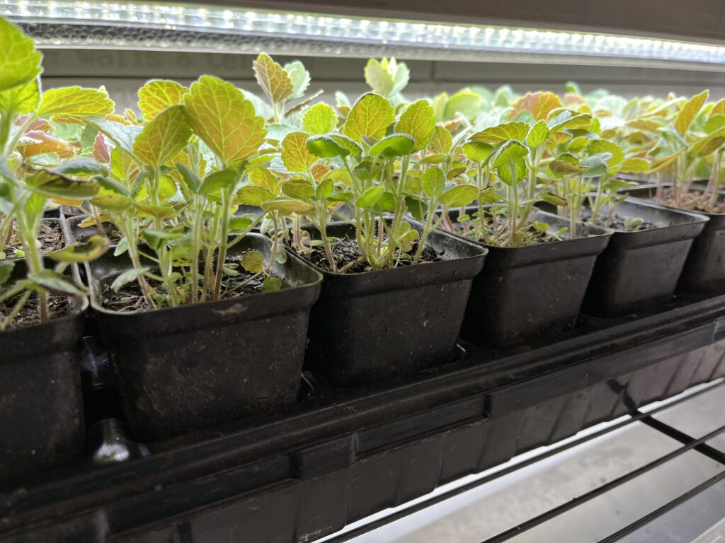 Young seedlings growing in black nursery pots under a light.