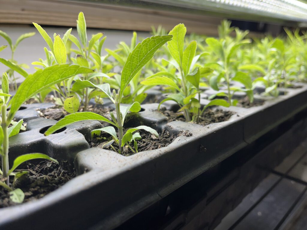 Young seedlings sprouting in a nursery tray indoors.