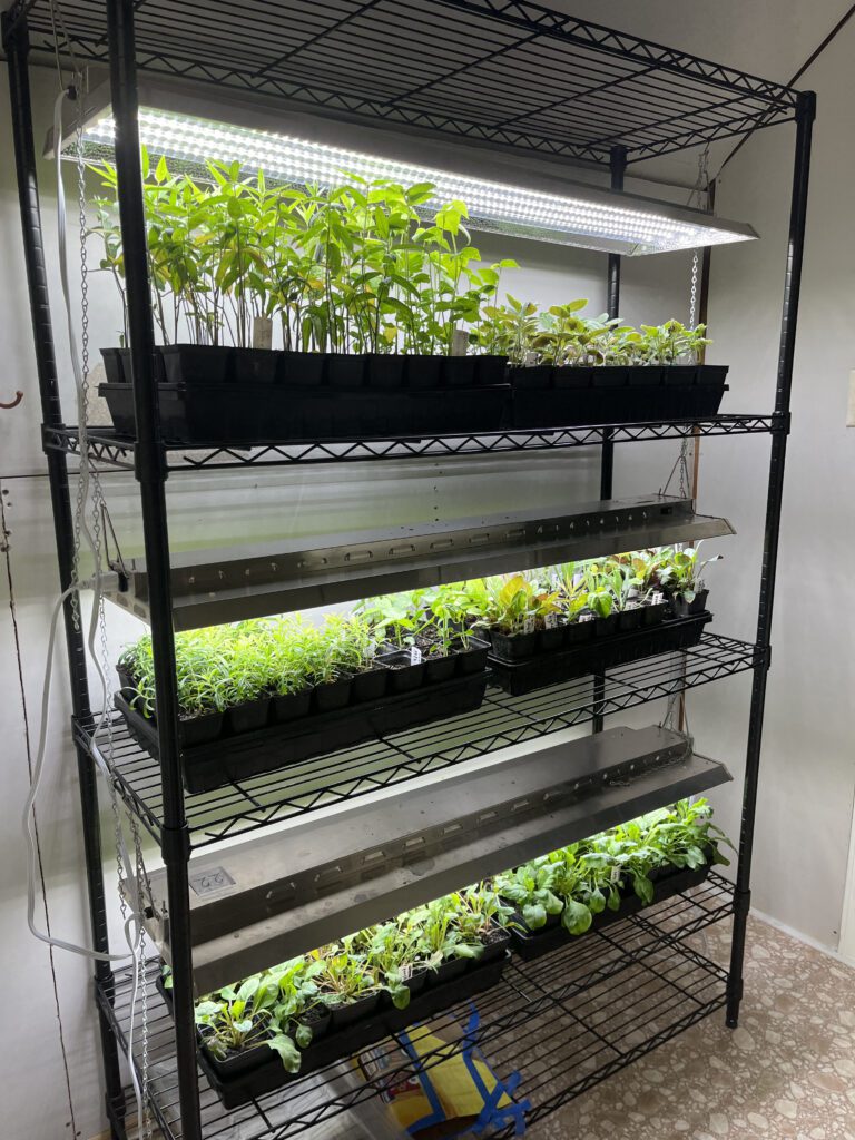 Indoor vertical garden with multiple trays of green seedlings under grow lights.
