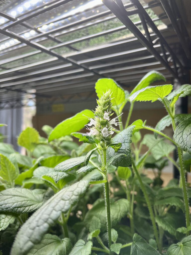 Close-up of green leaves under a greenhouse roof.