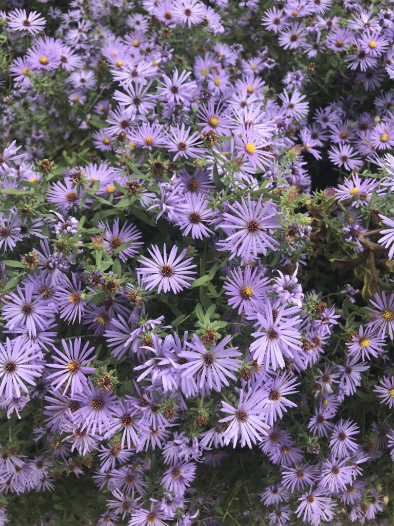 Cluster of vibrant purple asters blooming densely.
