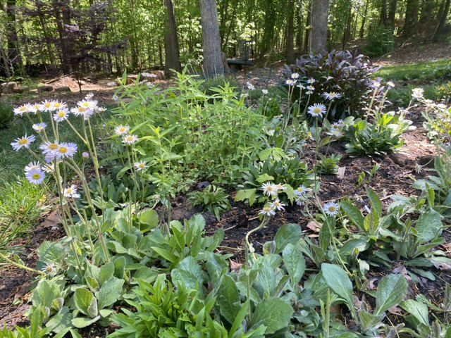 A lush garden bed with various green plants and blooming flowers.