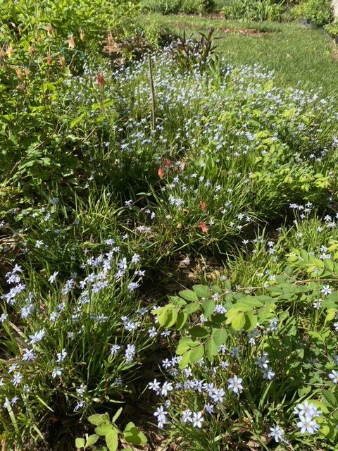 Lush greenery with small purple flowers under bright sunlight.