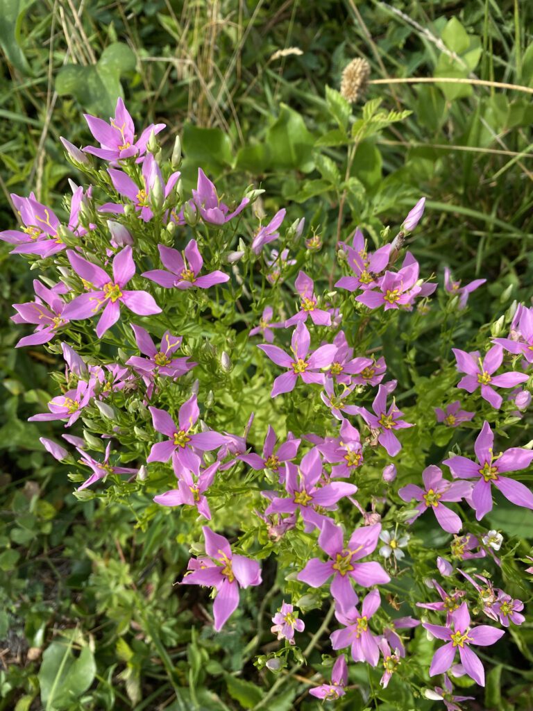 Vibrant pink flowers with green foliage in the background.