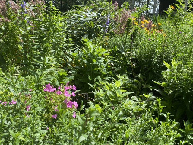 A lush garden with various green plants and a few blooming pink flowers.