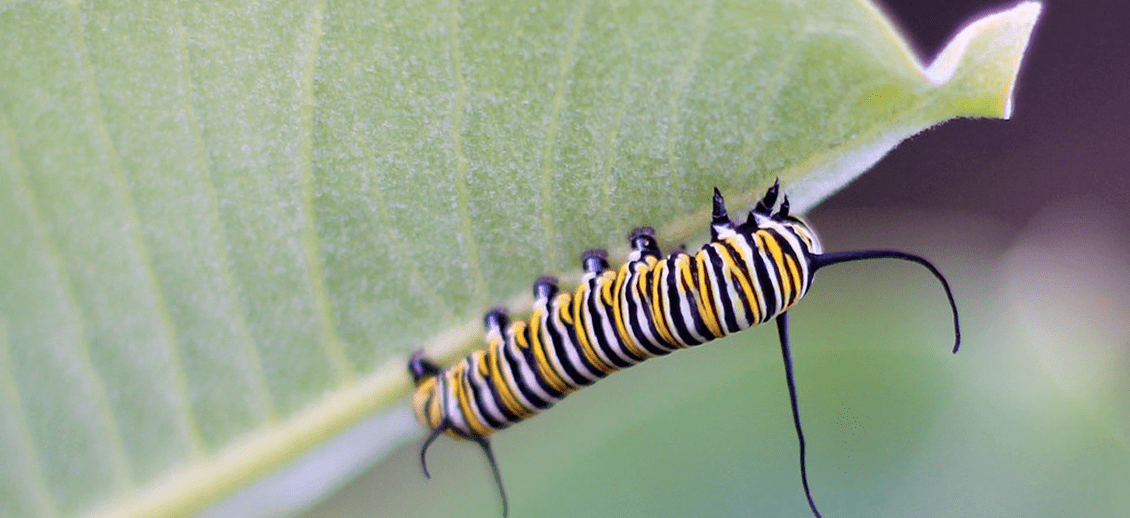 Monarch caterpillar eating a leaf