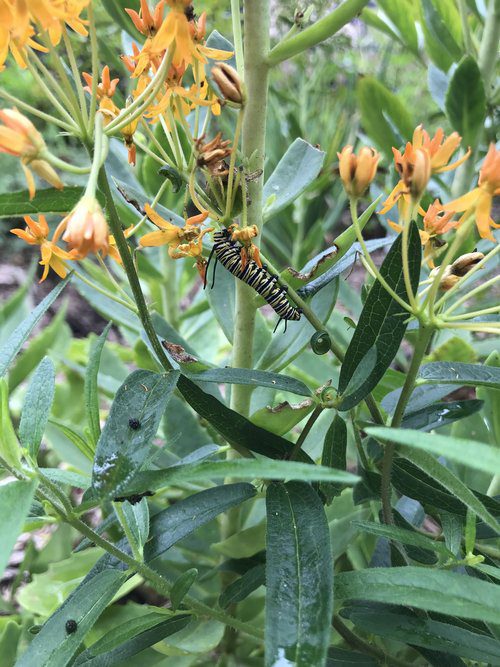 A wasp perched on a flower with green leaves around.