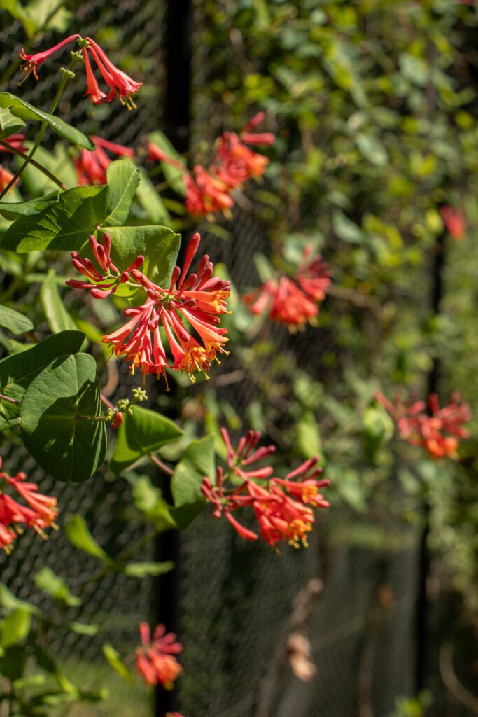 Wild daisies blooming in a sunlit meadow.