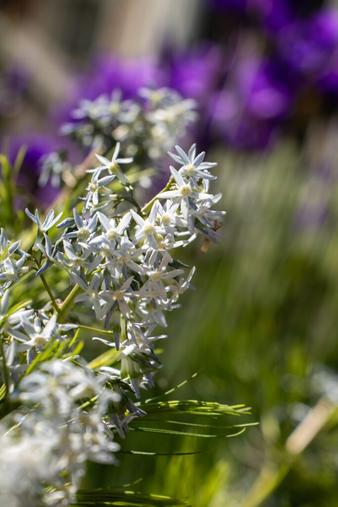Wild daisies blooming in a sunlit meadow.