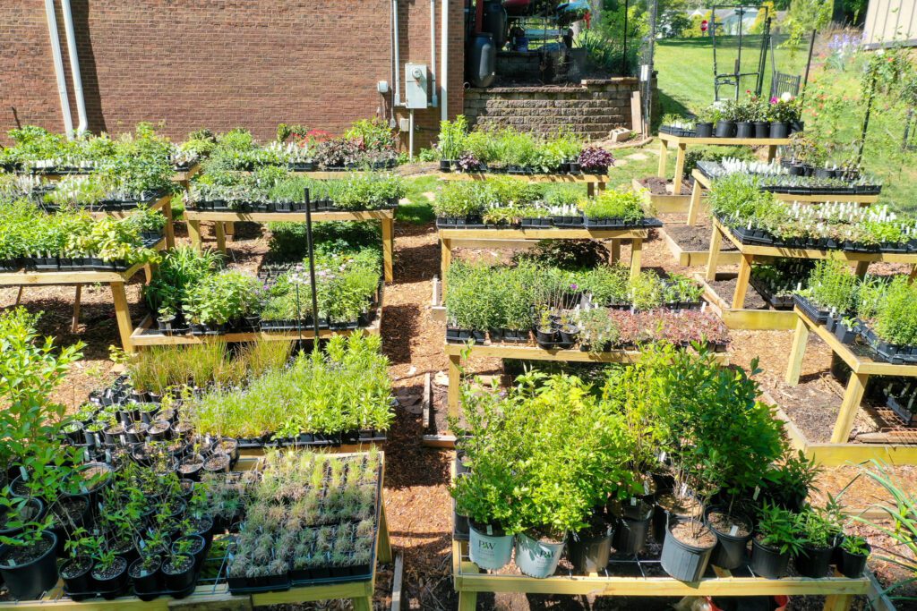 Wild daisies blooming in a sunlit meadow.