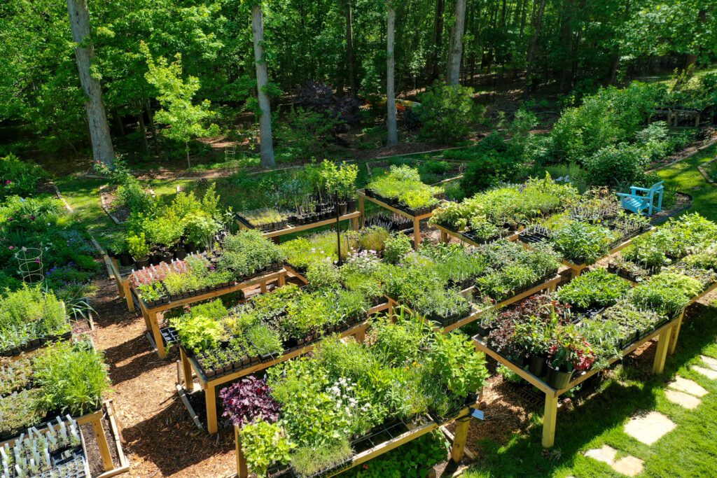 Wild daisies blooming in a sunlit meadow.
