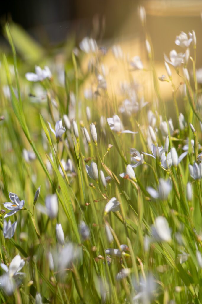 Wild daisies blooming in a sunlit meadow.