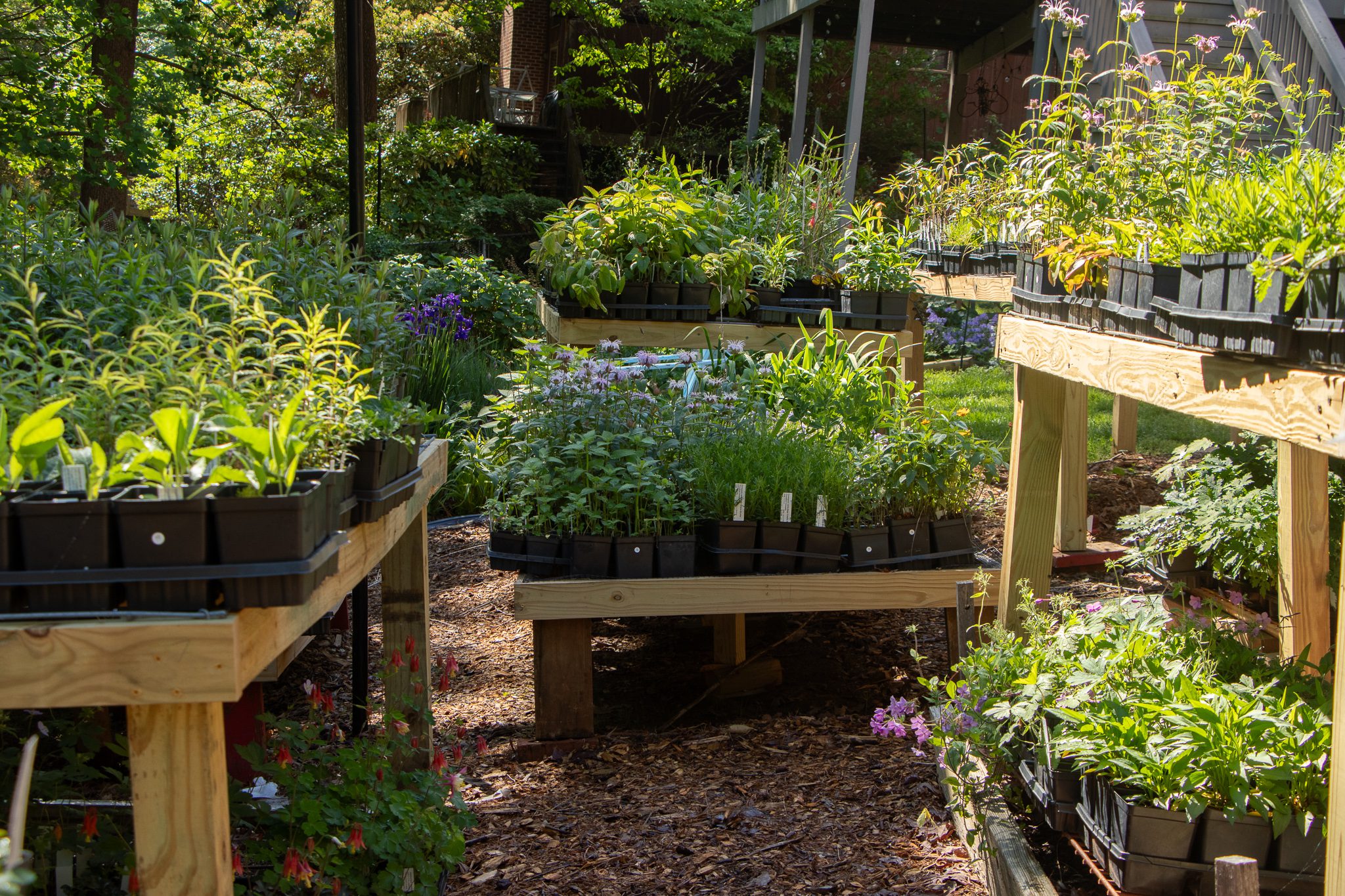 A sunlit nursery with various plants on wooden tables.