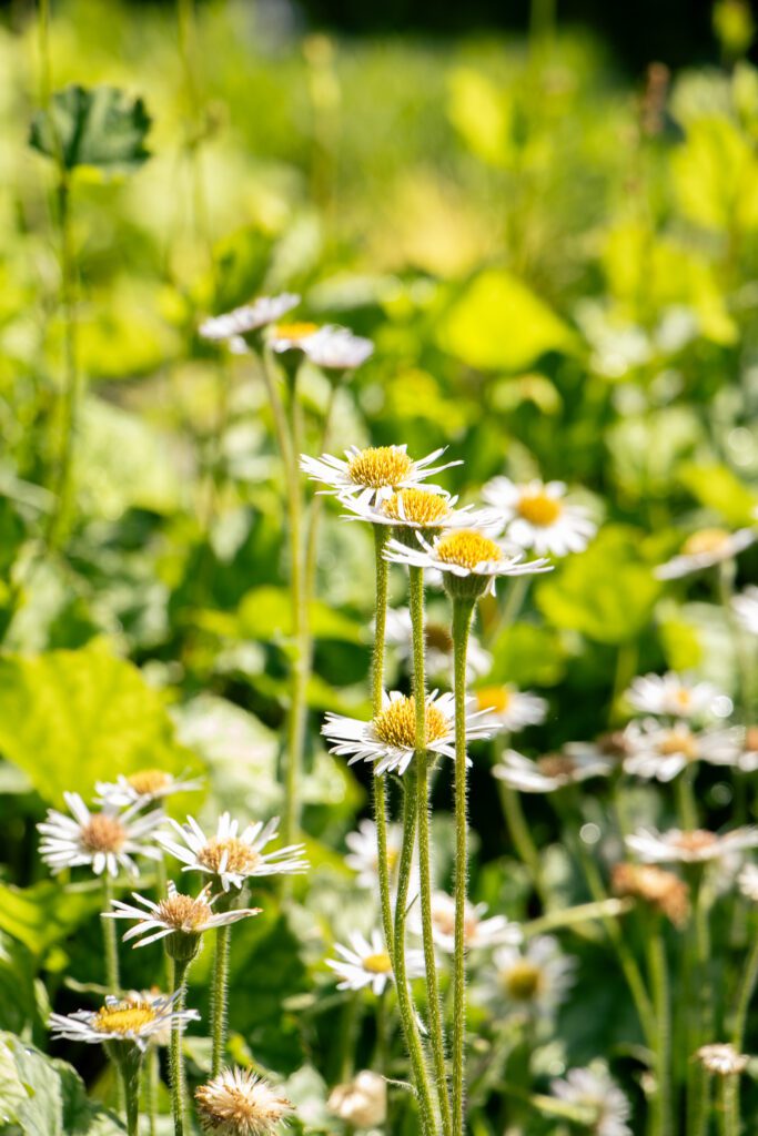 Wild daisies blooming in a sunlit meadow.