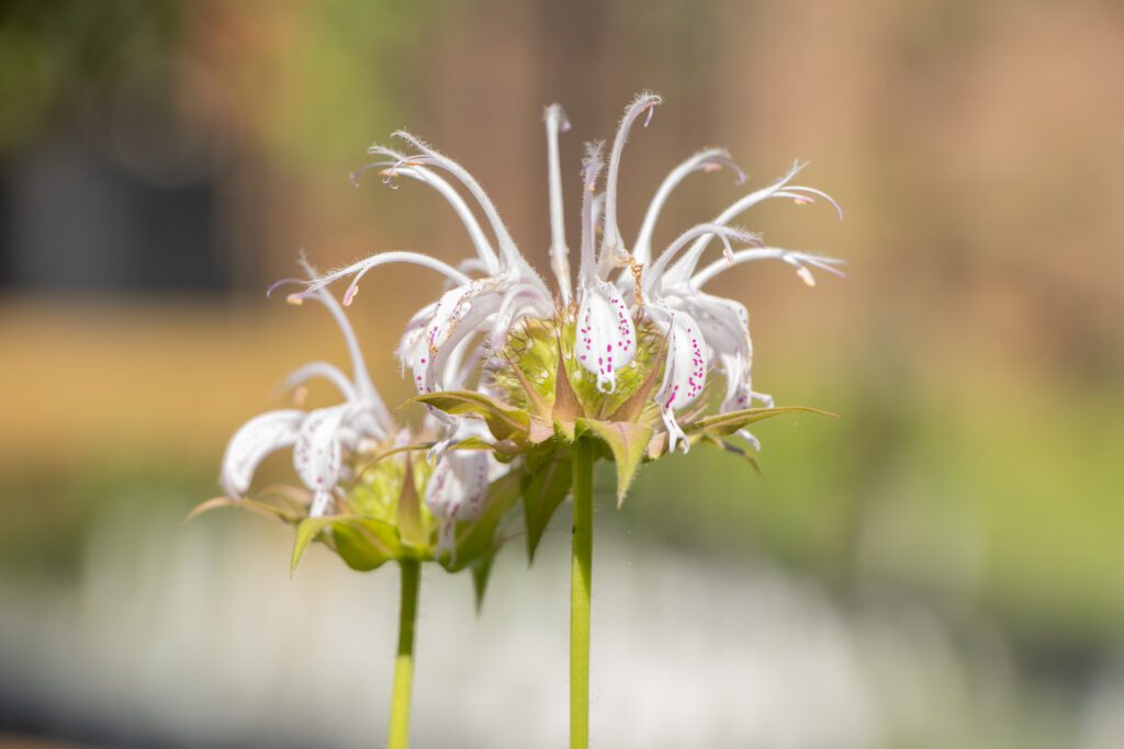 Wild daisies blooming in a sunlit meadow.