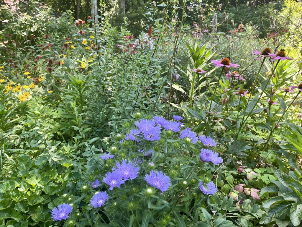 A vibrant garden with purple and pink flowers in full bloom.