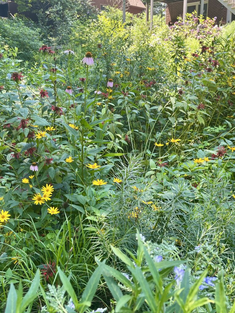 A vibrant garden with various yellow flowers and green foliage.