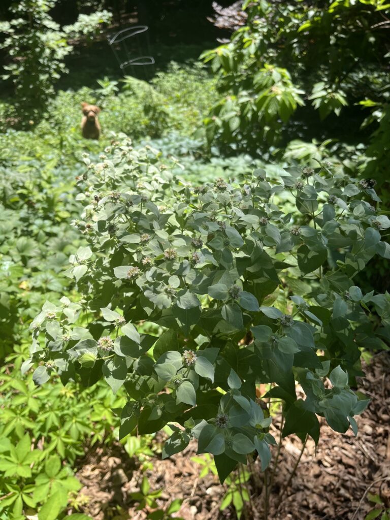 A garden bed with leafy green plants thriving under sunlight.