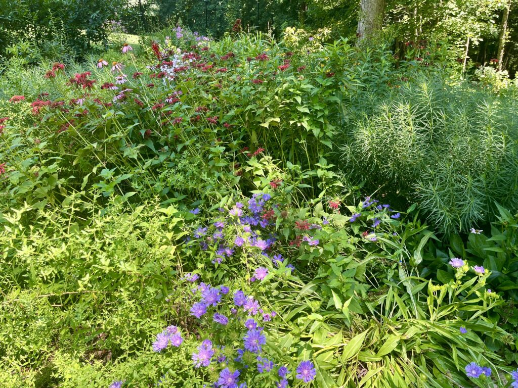 A lush garden with various green plants and purple flowers.