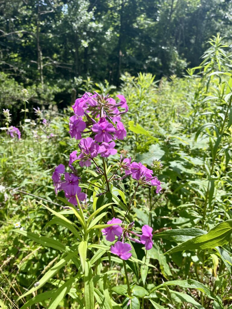 Bright purple flowers blooming in a sunlit green garden.