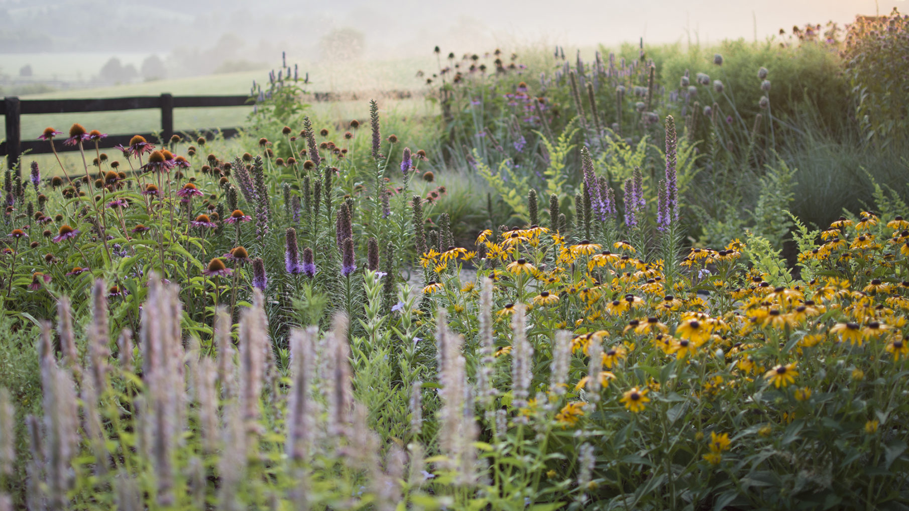 native grass meadow